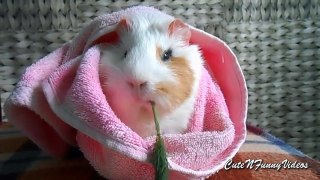 Cute and Funny Guinea Pig Videos Compilation 2015 ( Part 1:)