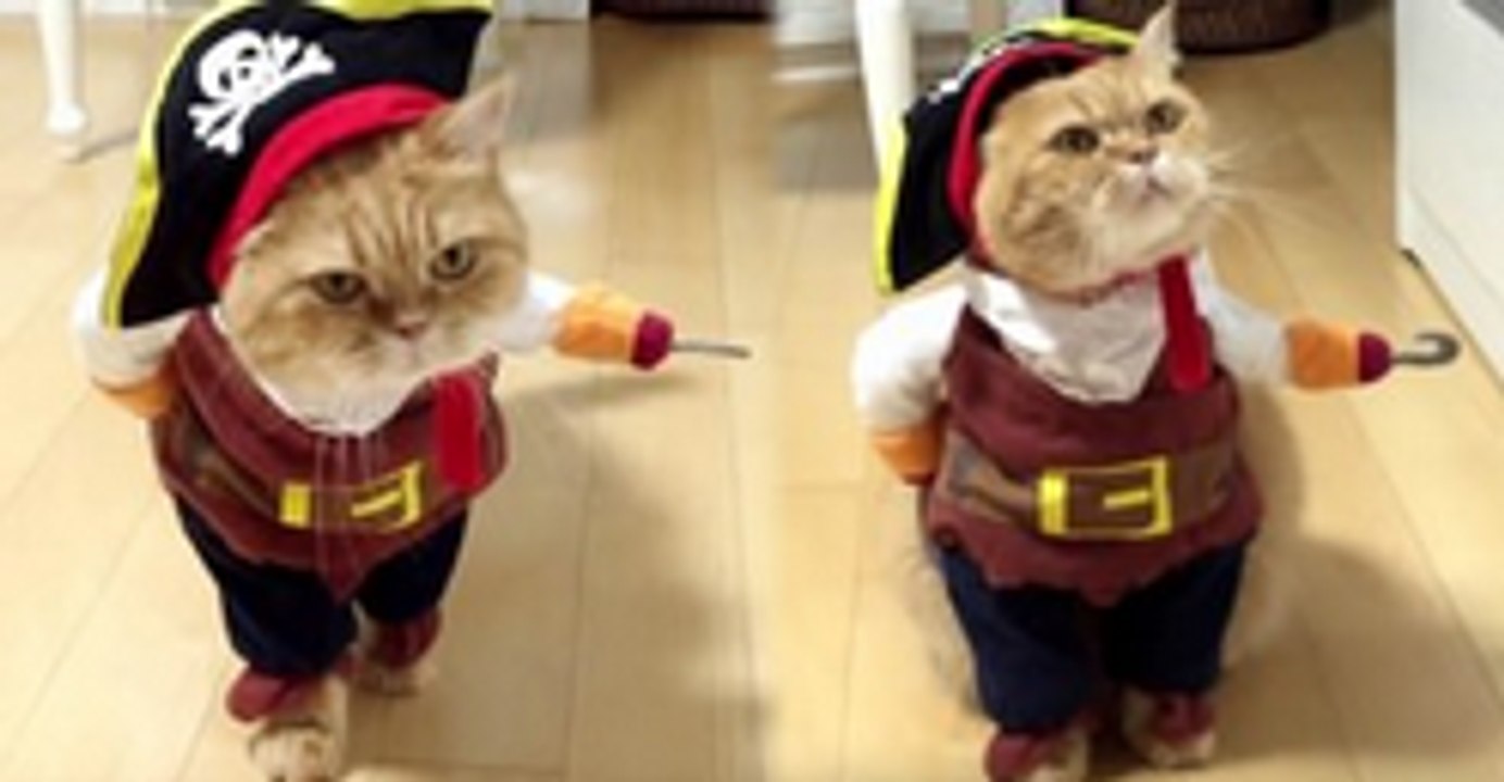 Check Out This Sassy Cat Dresses As A Pirate, It's Pirate Walk Can Kill You
