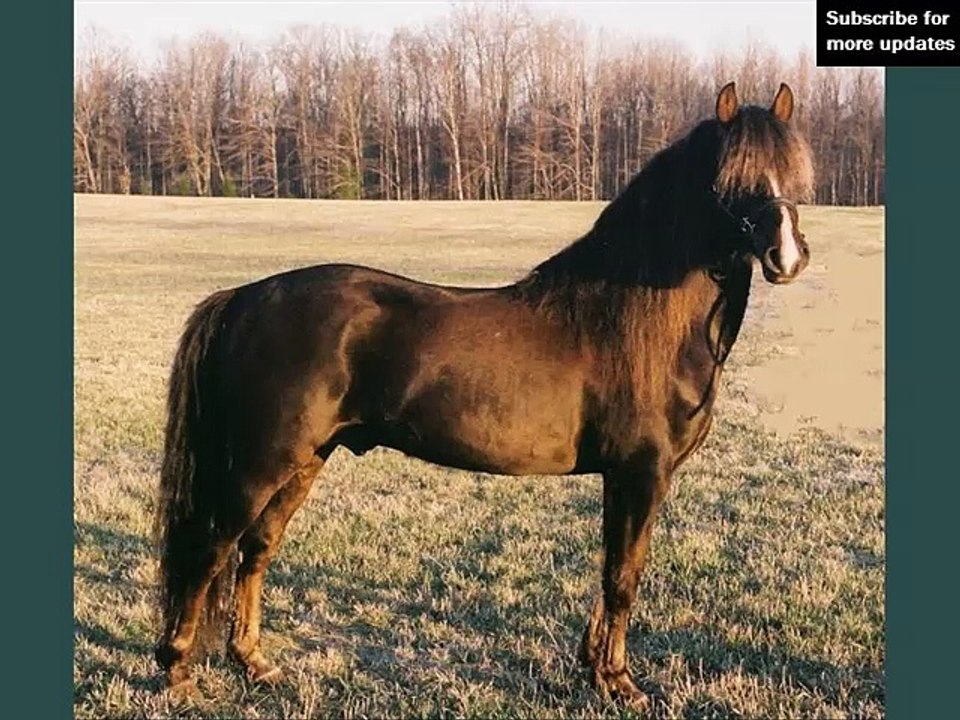 horse Lippitt Morgan | picture idea of horse type Lippitt Morgan