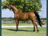 horse Arabian | Picture ideas of horse breed Arabian