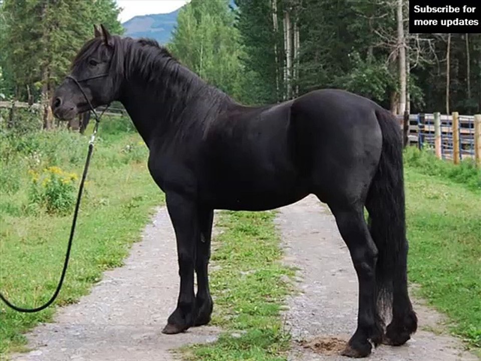 horse Canadian | Picture ideas of horse breed Canadian