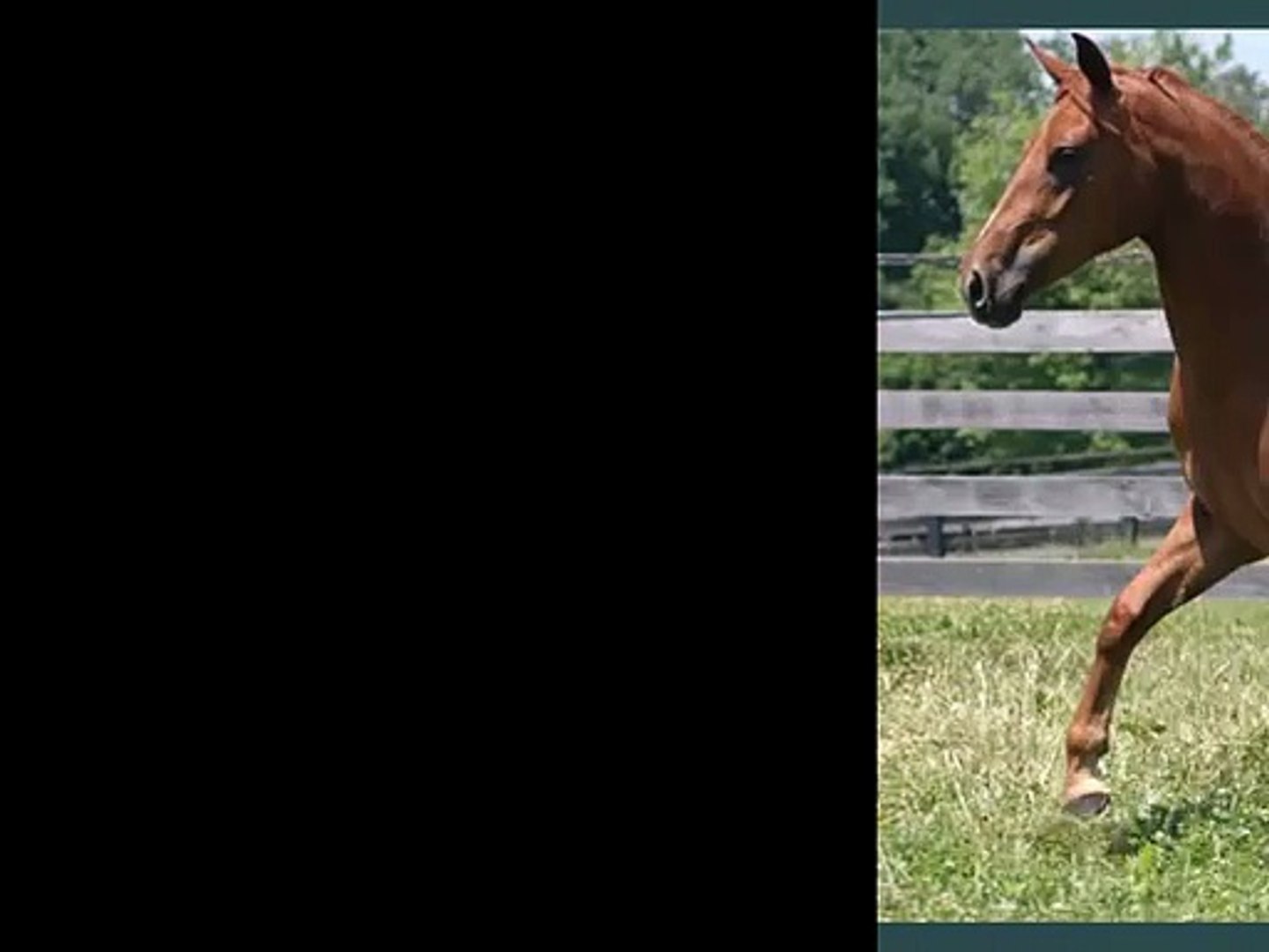 ⁣horse Irish Draught | Horses picture idea of horse type Irish Draught