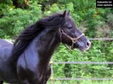 horse Dales Pony | Picture set of horse type Dales Pony
