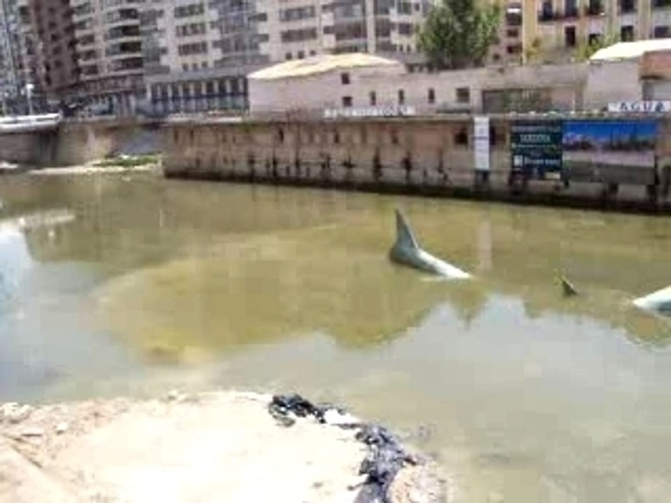Monumento sardina - Murcia.