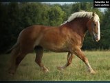 horse Belgian | Picture ideas of horse breed Belgian