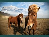 horse Icelandic | Horses picture idea of horse type Icelandic