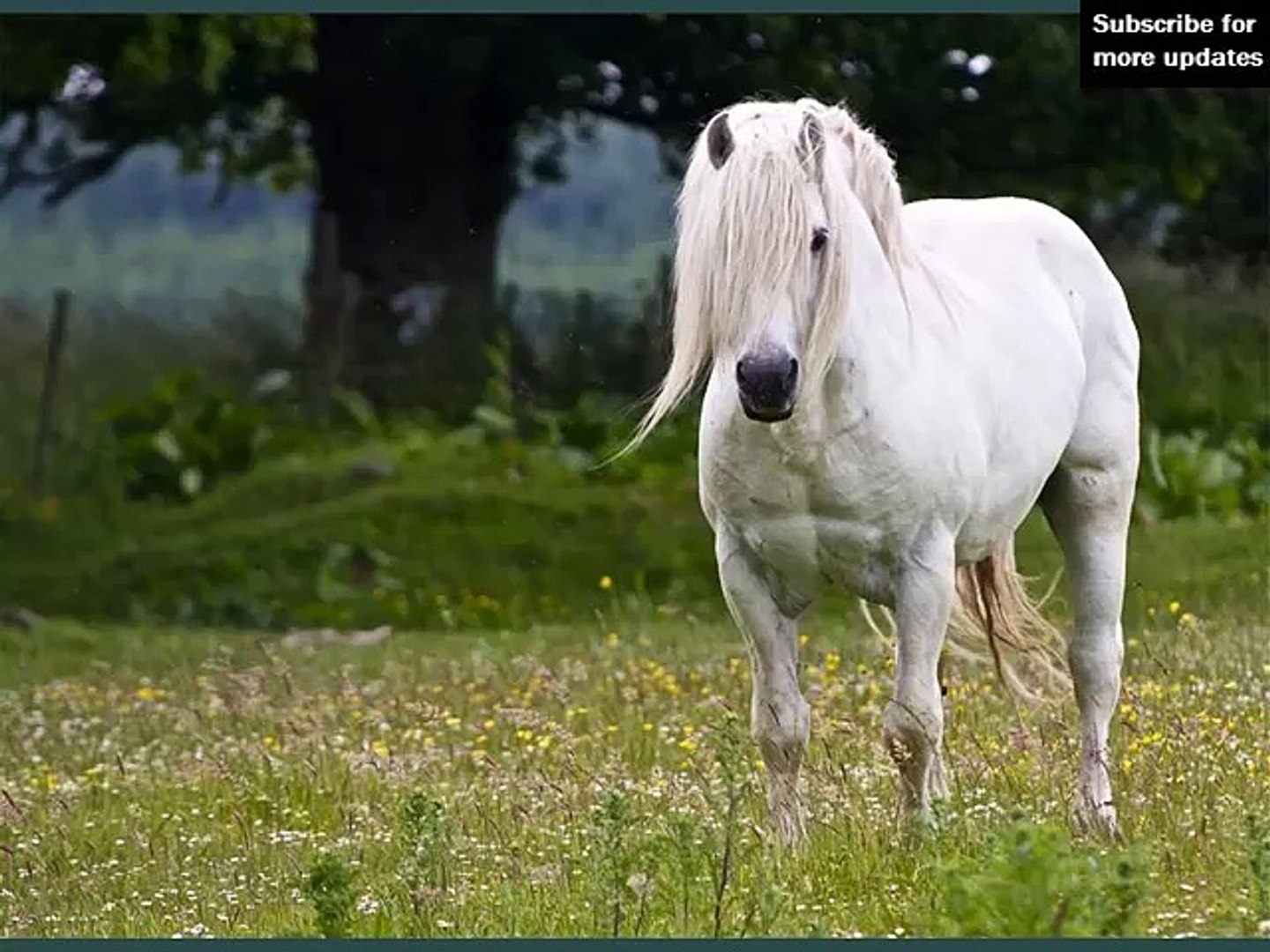 ⁣horse Highland Pony | Horses picture idea of horse type Highland Pony