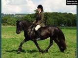 horse Fell Pony | Horse picture collection of breed Fell Pony
