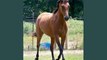 horse Appendix Quarter | Picture collection of horse breed Appendix Quarter