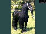 horse Friesian | Horse picture collection of breed Friesian