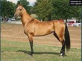 horse Akhal-Teke | Picture collection of horse breed Akhal-Teke