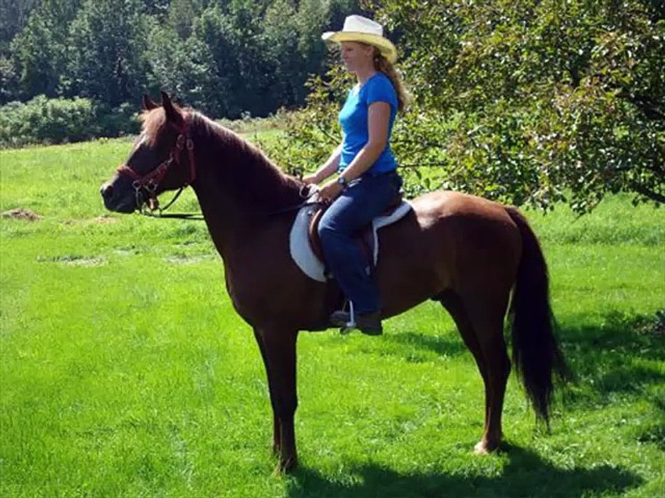 horse Morab | picture idea of horse breed Morab