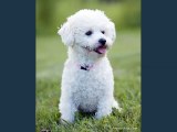 Bichon Frise Dogs | Set of Bichon Frise dog breed cute picture collection