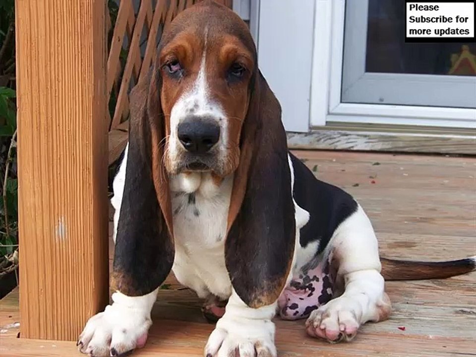 Basset Hound Dogs | Set of Basset Hound dog breed cute picture collection