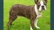 Boston Terrier Dogs | dog breed Boston Terrier picture collection ideas