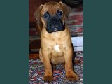 Bullmastiff Dogs | Set of Bullmastiff dog breed cute picture collection