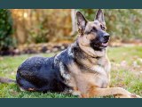 German Shepherd Dogs | dog breed German Shepherd picture collection ideas