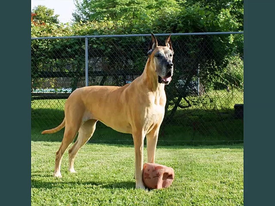 Great Dane Dogs | lovely pics of dog breed Great Dane dogs