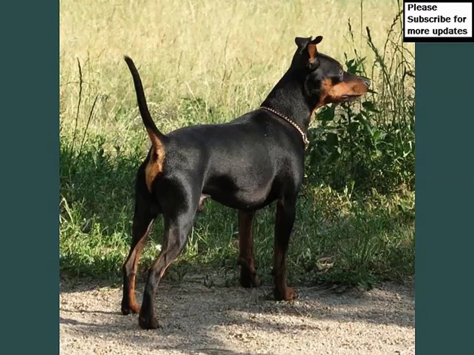 Miniature Pinscher Dogs | lovely pics of dog breed Miniature Pinscher dogs