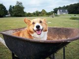 Pembroke Welsh Corgi Dogs | lovely pics of dog breed Pembroke Welsh Corgi dogs