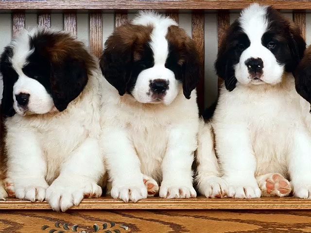 Saint Bernard Dogs | dog breed Saint Bernard set of cute pictures