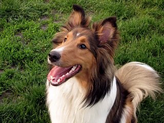 Shetland Sheepdog Dogs | Set of Shetland Sheepdog dog breed cute picture collection