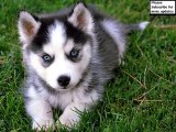 Siberian Husky Dogs | Set of Siberian Husky dog breed cute picture collection