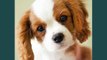 Charles Spaniel Dogs | lovely pics of dog breed Charles Spaniel dogs