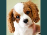 Charles Spaniel Dogs | lovely pics of dog breed Charles Spaniel dogs
