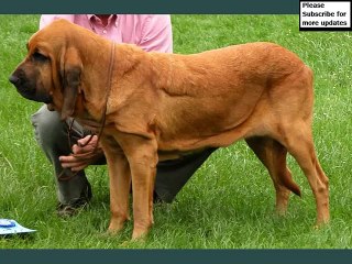 Bloodhound Dogs | Set of Bloodhound dog breed cute picture collection