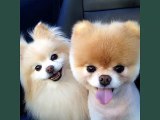 Pomeranian Dogs | lovely pics of dog breed Pomeranian dogs