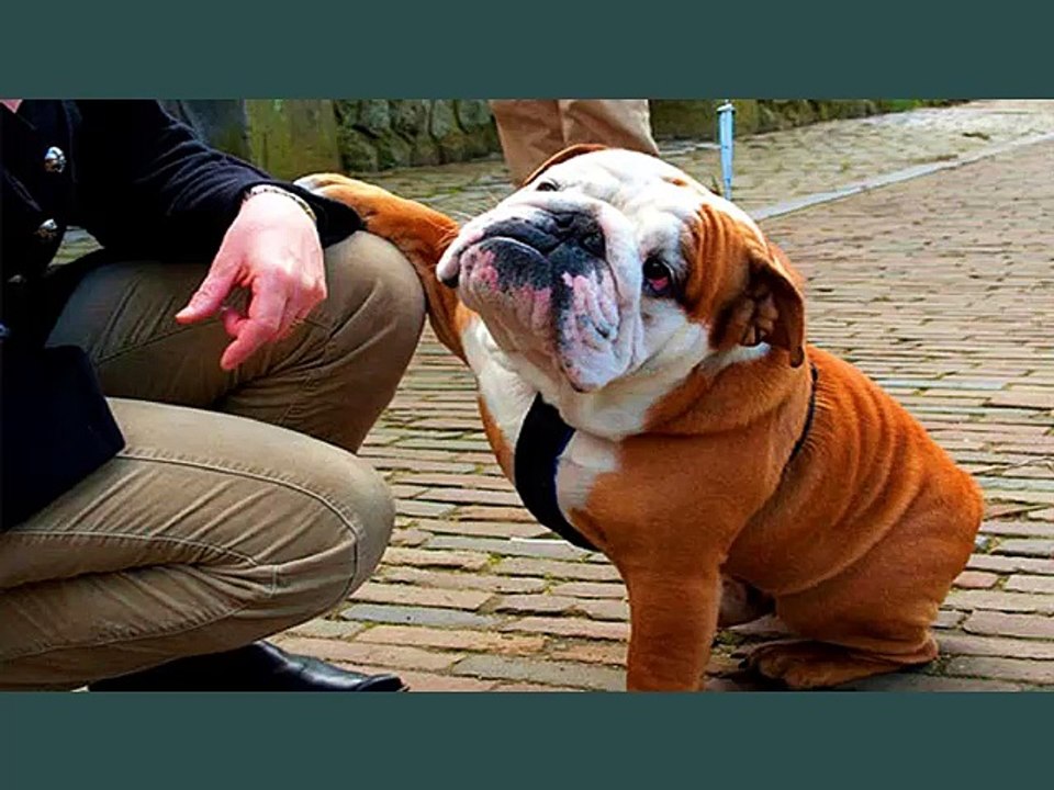 Bulldog Dogs | dog breed Bulldog picture collection ideas