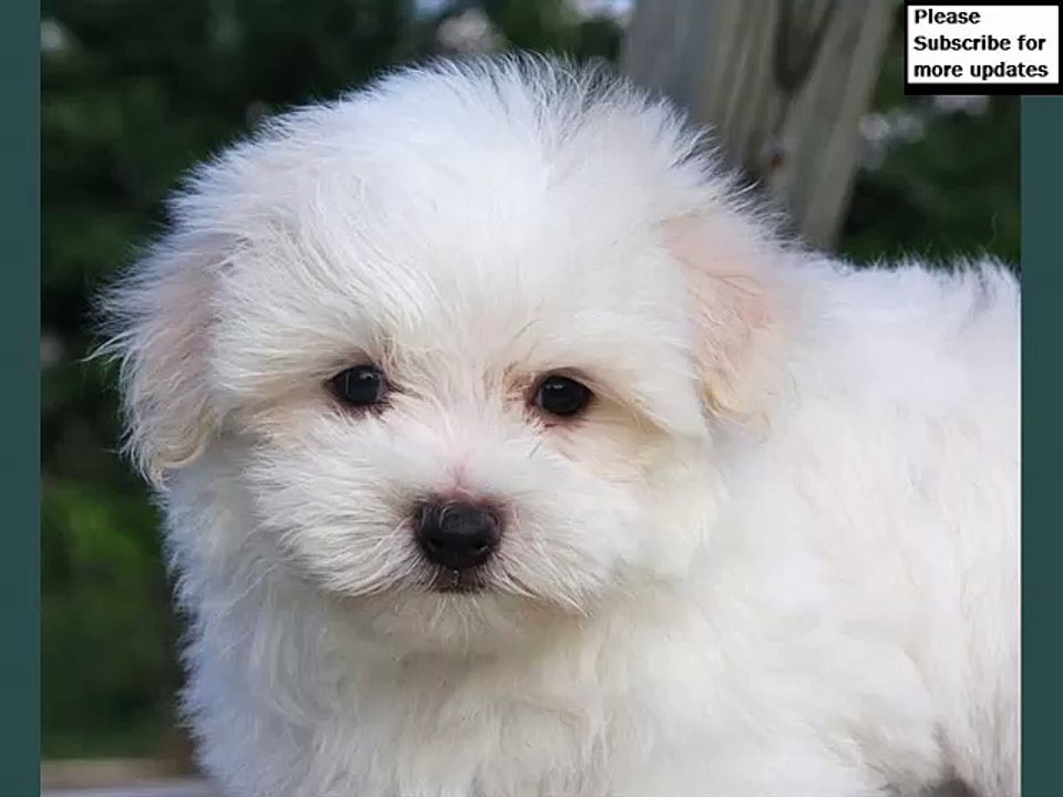 Maltese Dogs | lovely pics of dog breed Maltese dogs