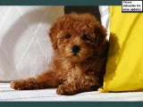 Toy Poodle Dogs | dog breed Toy Poodle picture collection ideas