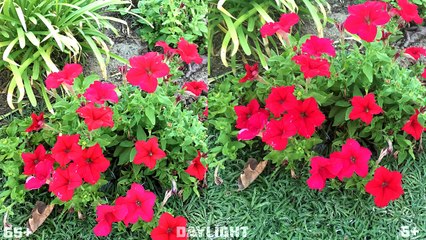 iPhone 6s Plus vs Galaxy Note 5: Camera Comparison!