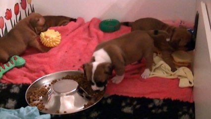 37ème  vidéo  Chiot de la 22ème portée de STAFFORDLAND