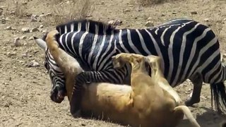 Lion vs Zebra Fight