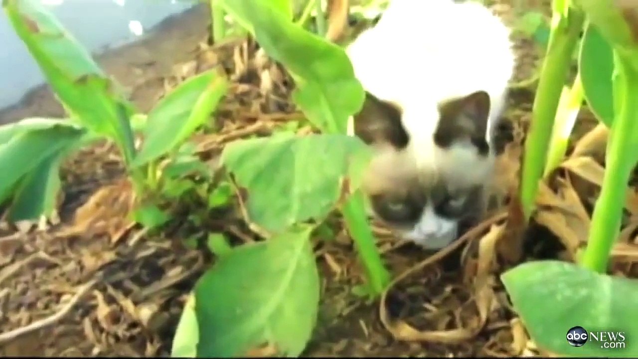 Grumpy Cat Interview 2013 on GMA: No Meme Felines Exclusive Video