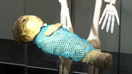 Visitez le Musée de l'Homme