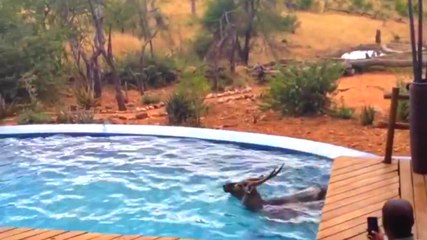 Havuza Giren Antilopu Zorla Çıkardılar