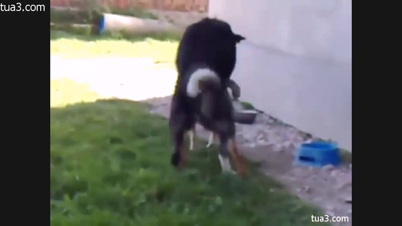 dogs Mating dogs funny animal mating - Dailymotion Video