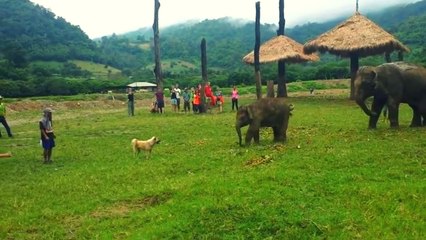 Yavru Fil Köpeği Kovaladı
