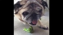 Ce chien devient méchant quand il mange des légumes