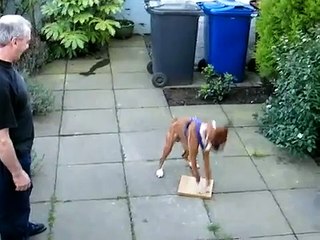 ★ PERRO COMPLETAMENTE LOCO ENFRENTA A UN PEDAZO DE MADERA! ★ Perros Locos Humor Divertidos