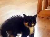 Gatito Super Chistoso! ★ Gato divertido gato chistoso gato tierno loco risa humor
