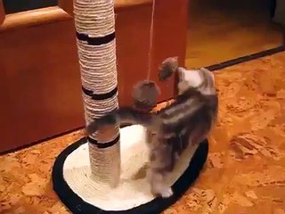 Excelente Juguete Para Gato! ★ Gato divertido gato chistoso gato tierno loco risa humor