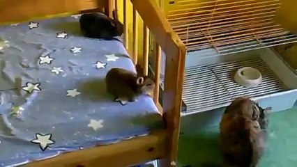 Gati Se Hace Amigo De Unos Conejos! ★ Gato divertido gato chistoso gato tierno loco risa humor