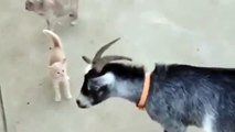 Gatito Enfrenta A La Cabra! ★ Gato divertido gato chistoso gato tierno loco risa humor