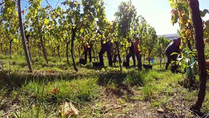 Les vendanges en Alsace avec la Reine des Vins