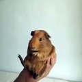 Funny Vines: Guinea Pig Bass Drop | gameplays gameplays